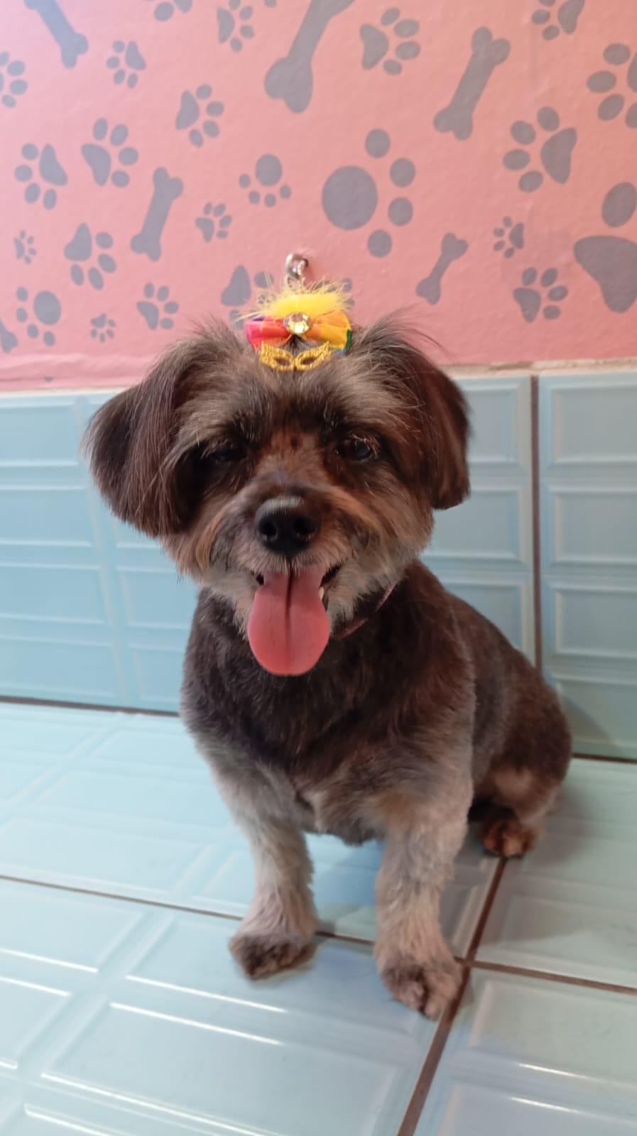 Cachorro estiloso